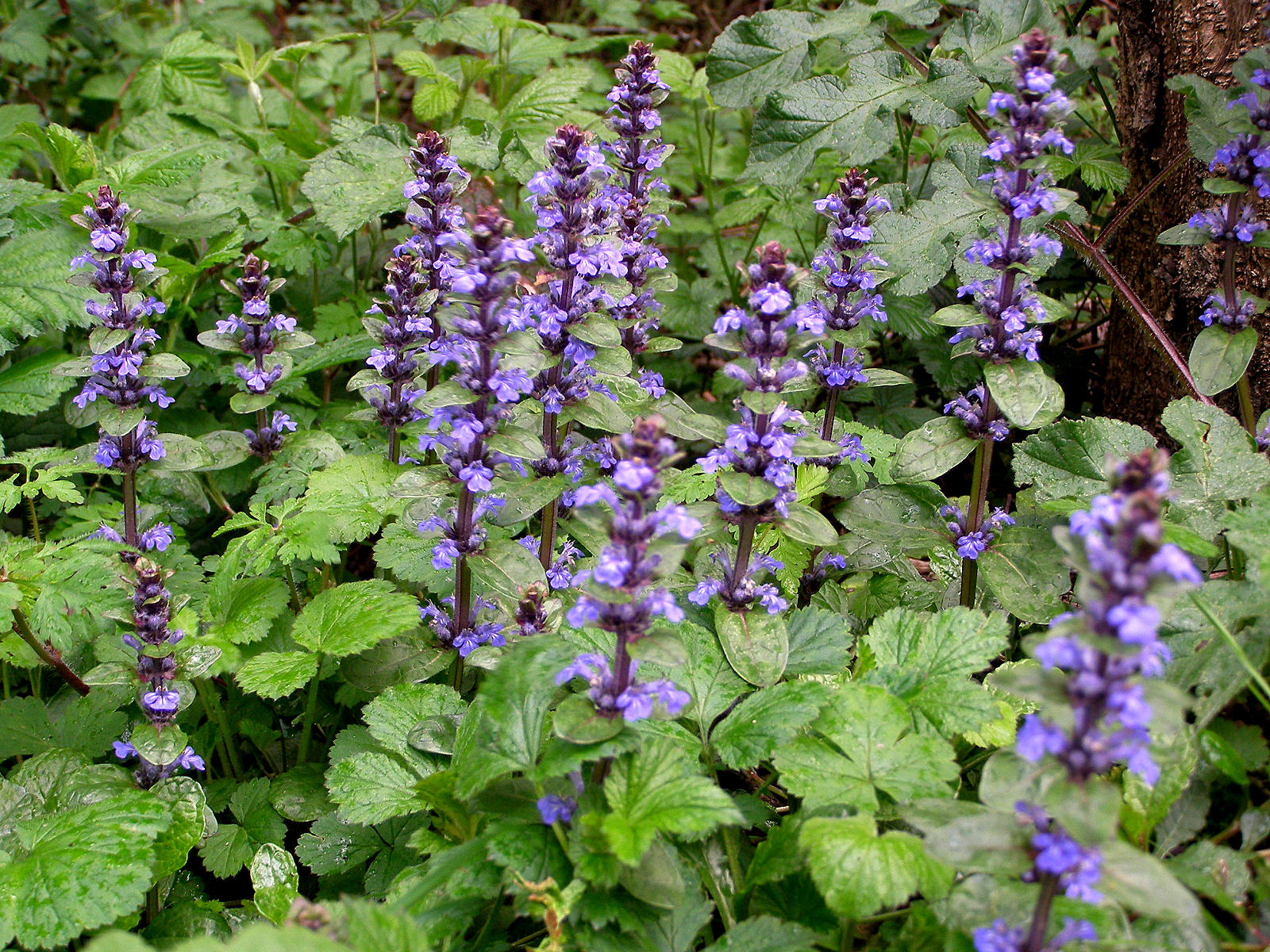 Random Jottings: Bugle
