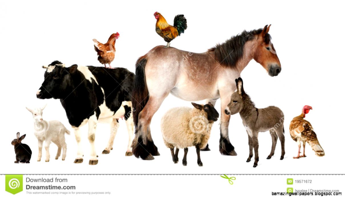 Animals and Farm Stock Photos and Royalty Free Images Animals and Farm Stock Photos and Royalty Free Images