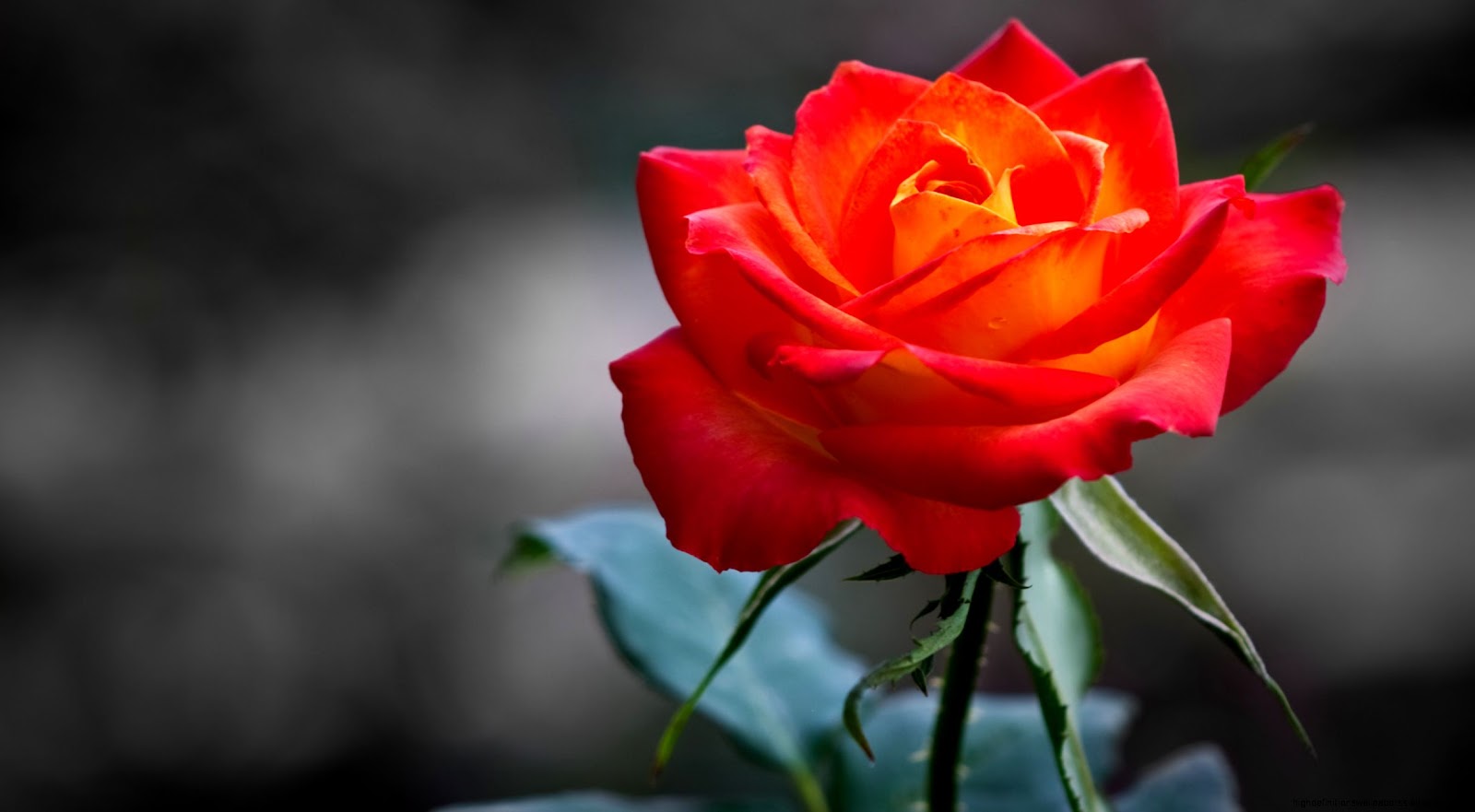 Orange Rose Flowers Orange Rose Flowers