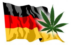 ativismo da maconha ativismo da maconha