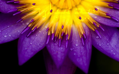 Purple Lotus Flower Eid Mubarak Cards 2012 Urdu Text