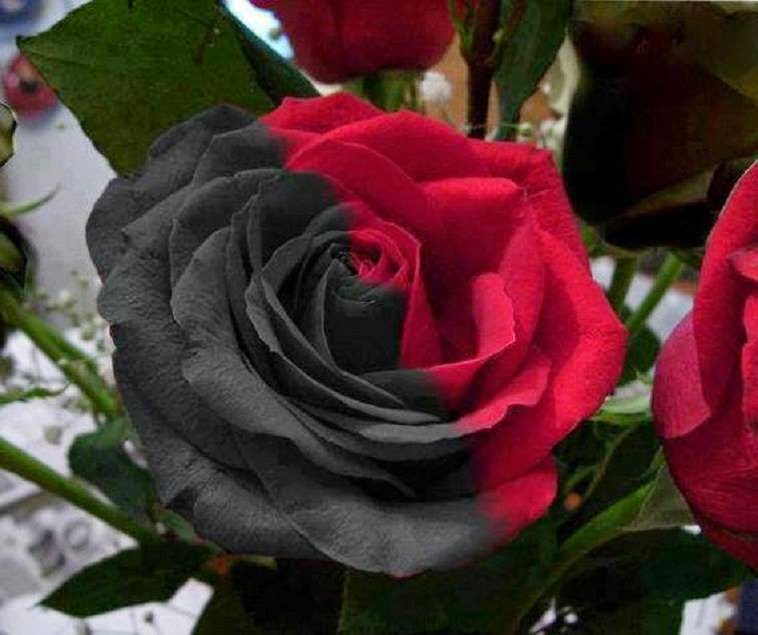 black and red roses in a garden