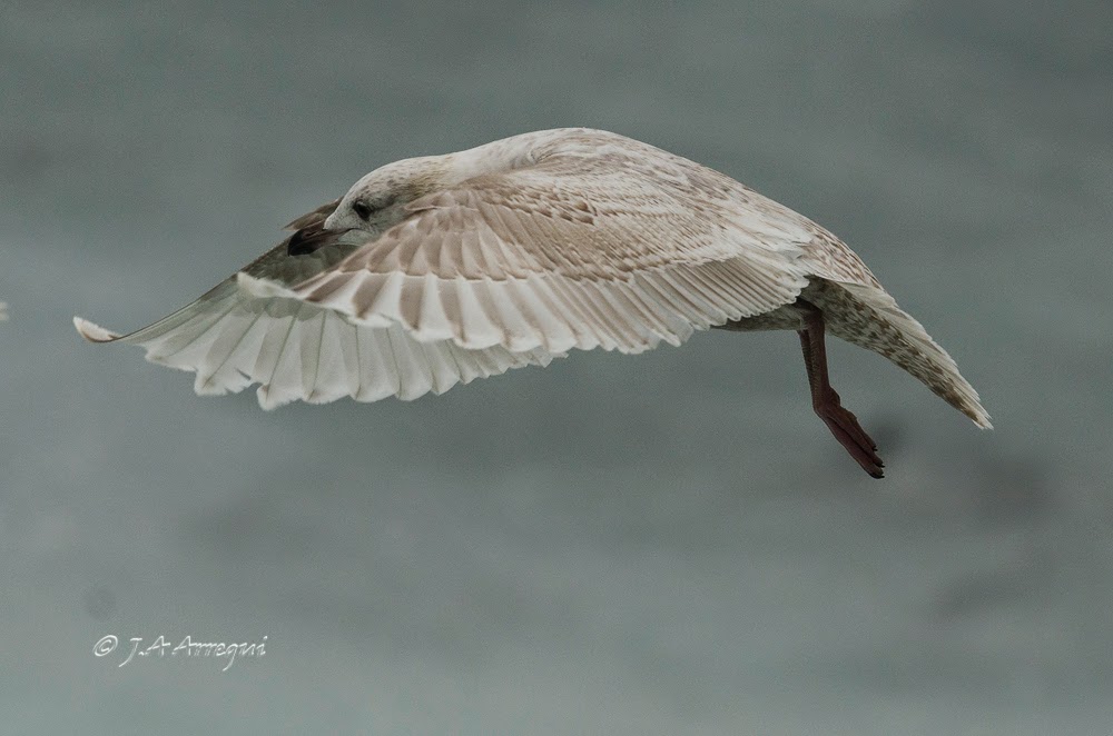 Gaviota groenlandesa, Larus galucoides kumlieni, Kumlien´s gull Gaviota groenlandesa, Larus galucoides kumlieni, Kumlien´s gull