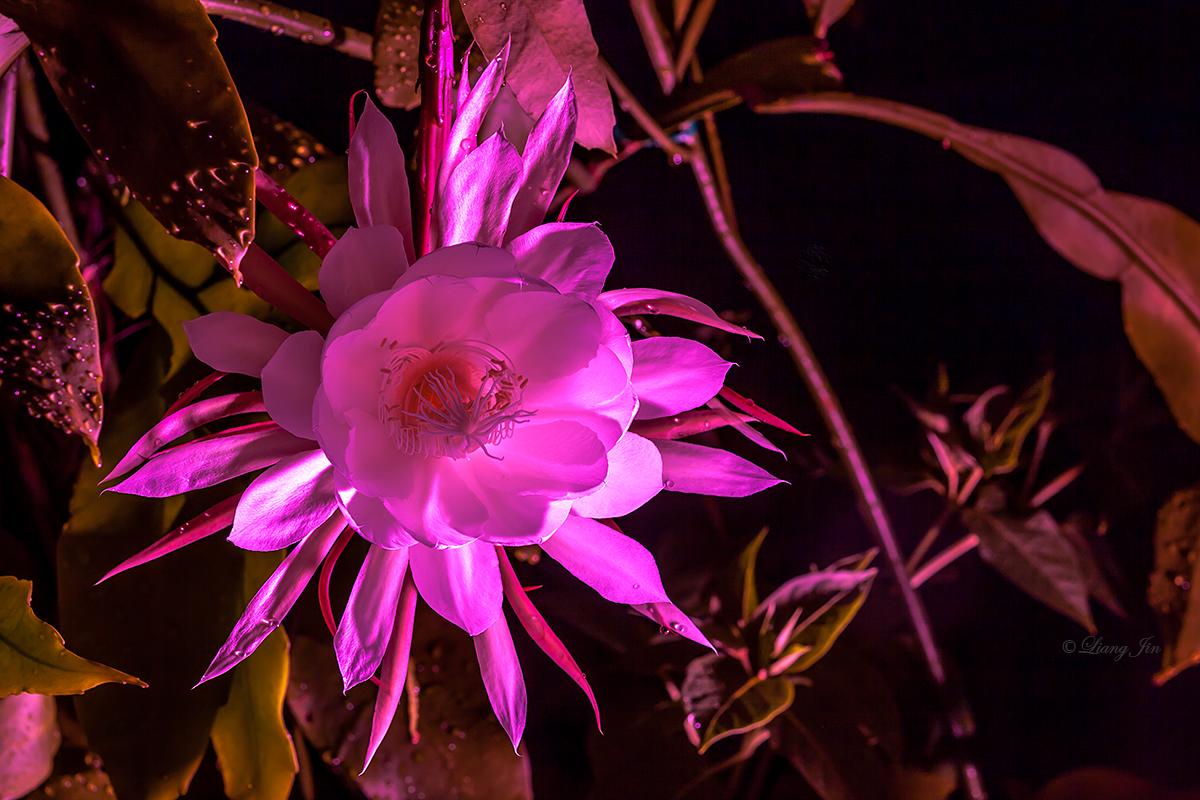 See What I See 昙花，Night queen flower