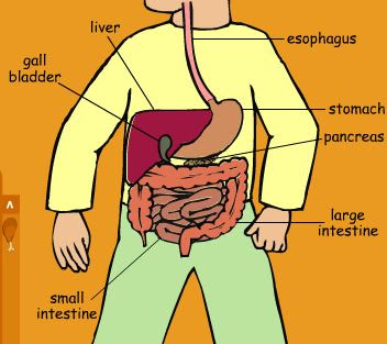 http://www.sheppardsoftware.com/health/anatomy/digestion/digestion_tutorial.htm