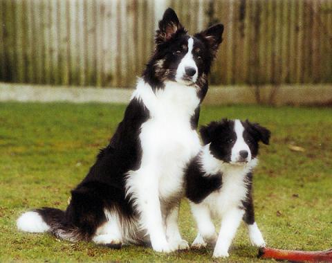 border-collie+(5).jpg