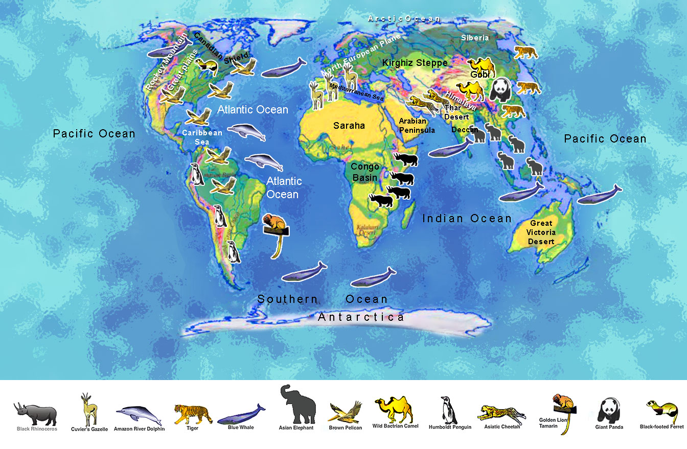 APES Endangered Animals: May 2013