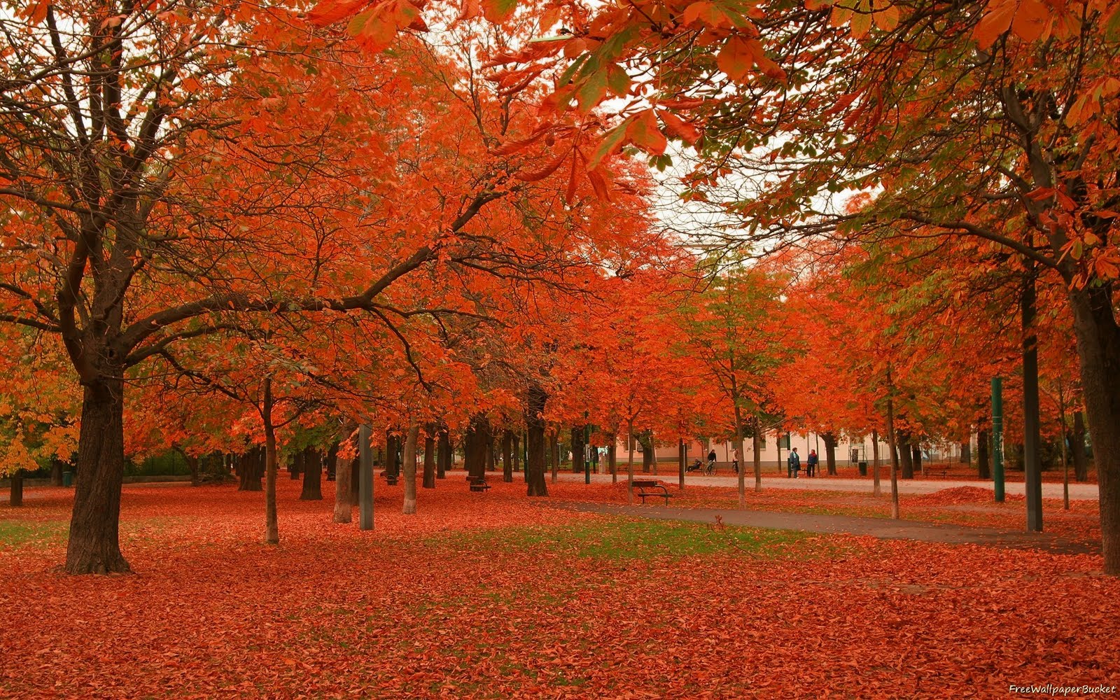 http://3.bp.blogspot.com/-SKHsYpV_3rA/TbOtfANyRCI/AAAAAAAABu4/fp6-Ko3sXys/s1600/Trees-Red-Trees-Leaves-Autumn-wallpapers00048.jpg