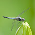 Photographing Dragonflies and Damselflies