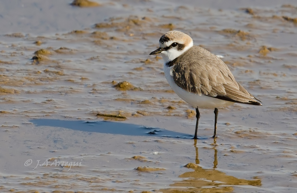 Chorlitejo patinegro, Charadrius alexandrinus, Kentish plover Chorlitejo patinegro, Charadrius alexandrinus, Kentish plover