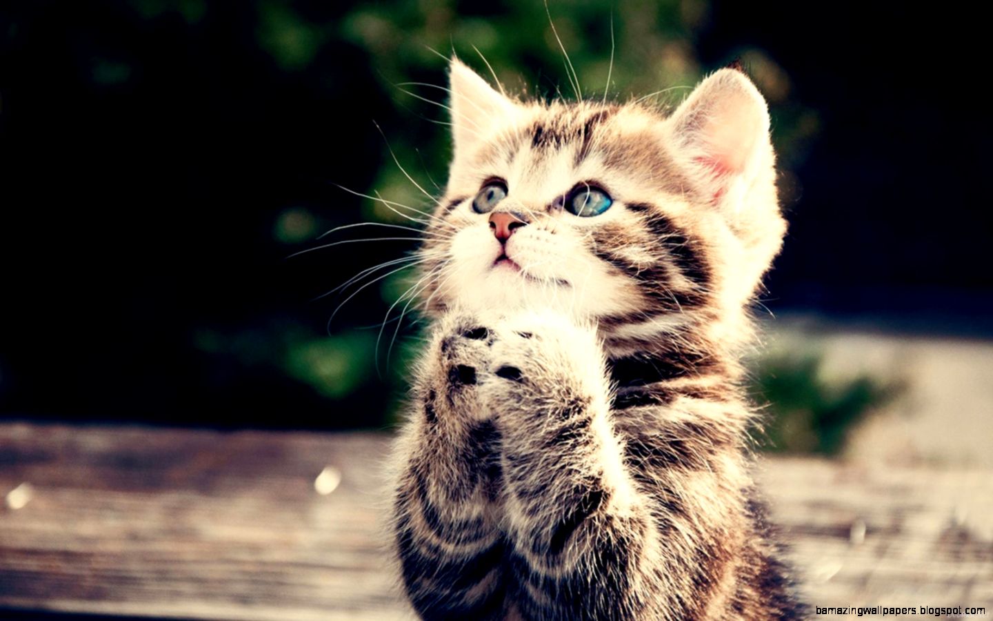 Cute Cat Wallpaper ultimate wallpapers Cute Cat Wallpaper ultimate wallpapers