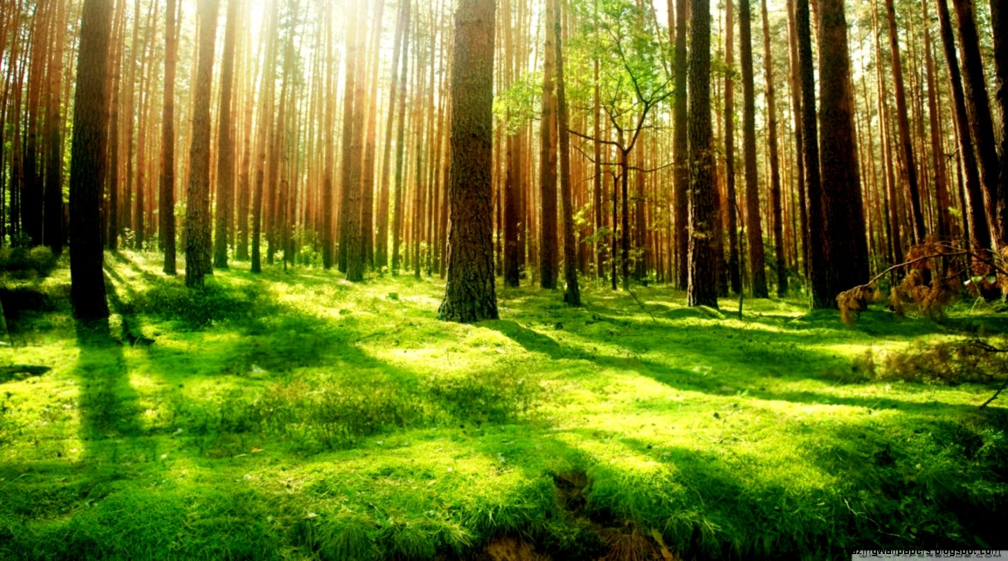 Beautiful Forest Scenery HD desktop wallpaper Widescreen High Beautiful Forest Scenery HD desktop wallpaper Widescreen High