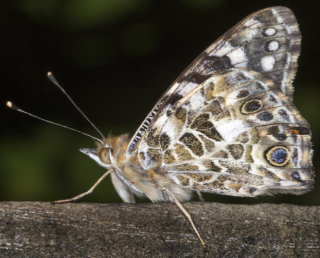 Painted Lady, Vanessa cardui. Fence on the track down to Downe Bank, 26 June 2015. Painted Lady, Vanessa cardui. Fence on the track down to Downe Bank, 26 June 2015.