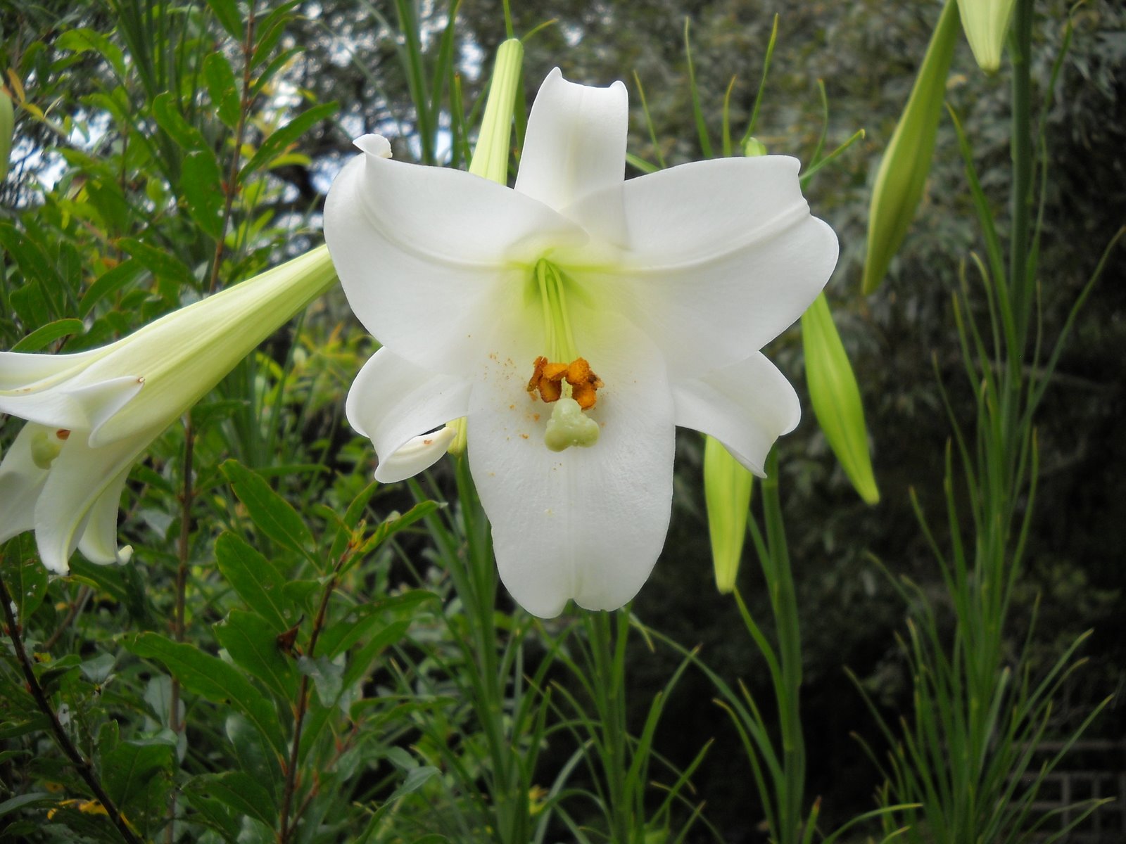Gold Hill Plant Farm Tall Lilies