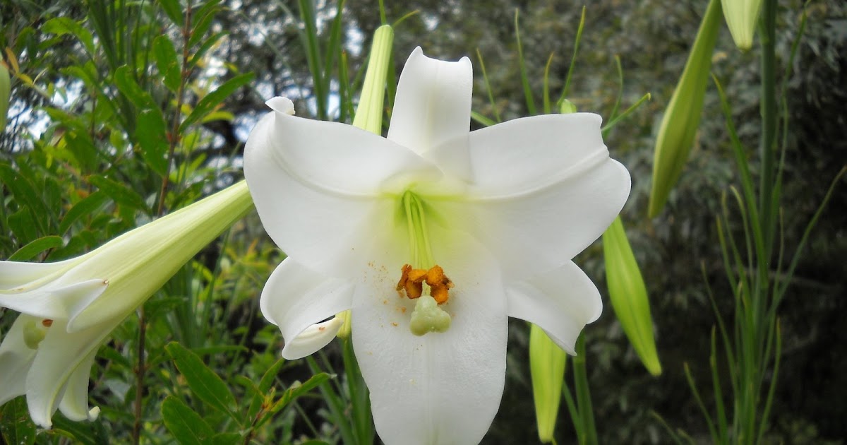 Gold Hill Plant Farm Tall Lilies