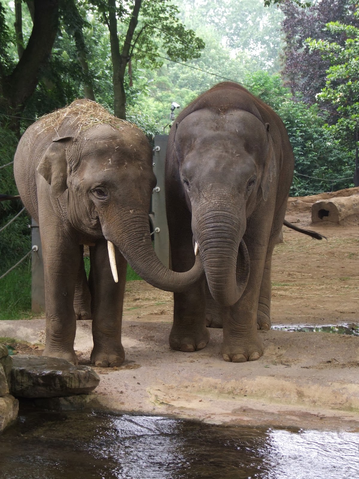 ZOO Logisch ZOO en Planckendael in 2013 zo gezond als de 3 000 vissen