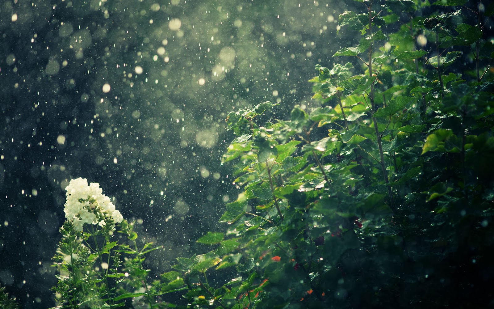 Download Free Wallpapers Rain And Fog