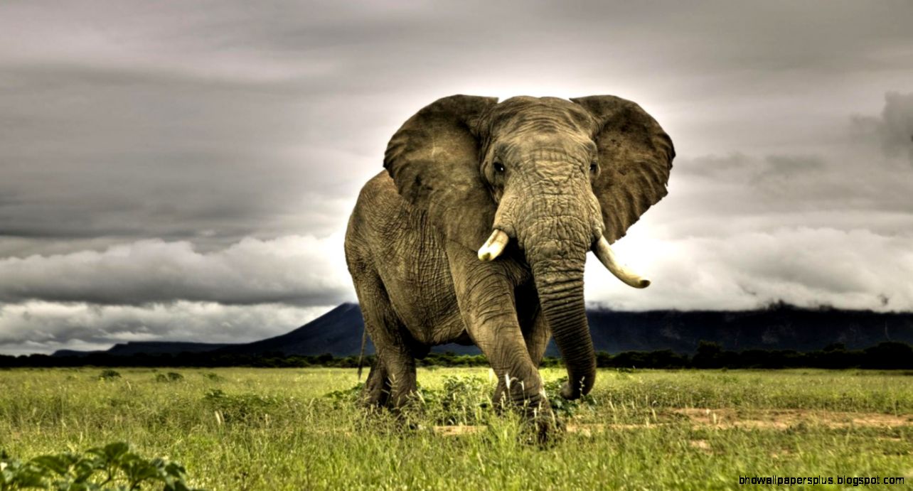 Elephant Wallpaper 138 Picture Cool 1920x1200 Elephant Wallpaper 138 Picture Cool 1920x1200