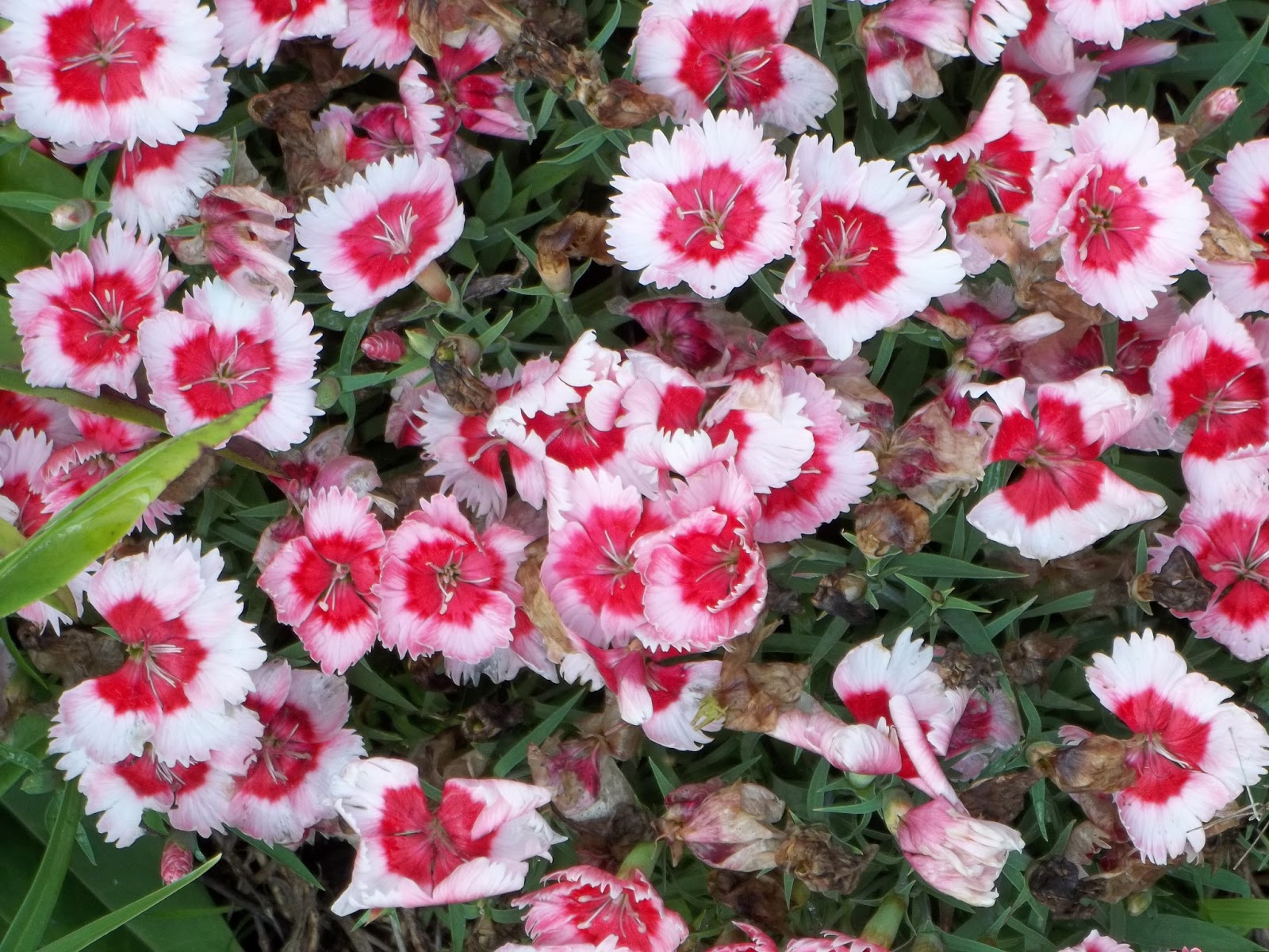 Blue Ridge Poet FRANKIE'S FLOWERS