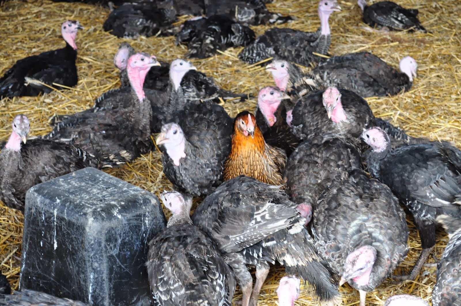 Redborne School Farm Christmas Turkeys 2013