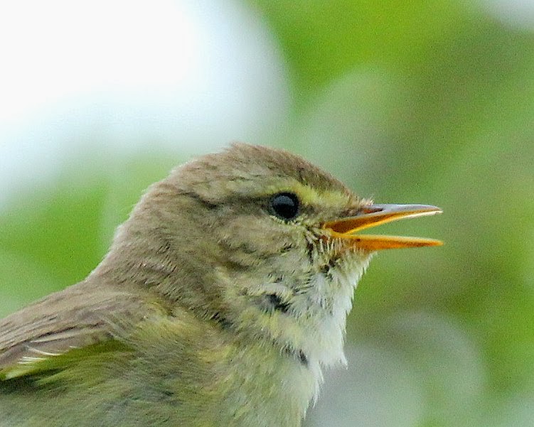 Ogden , Willow Warbler