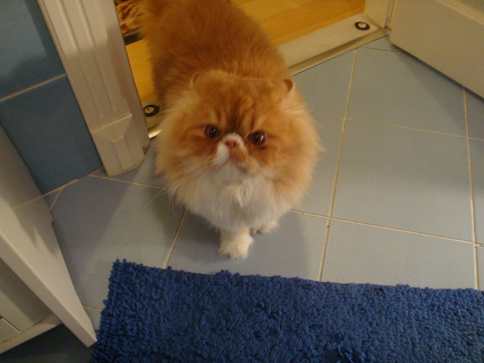 KONUŞSAM BİR TÜRLÜ, SUSSAM 1000 ) PAŞA KEDİMİZİN MANZARALARI