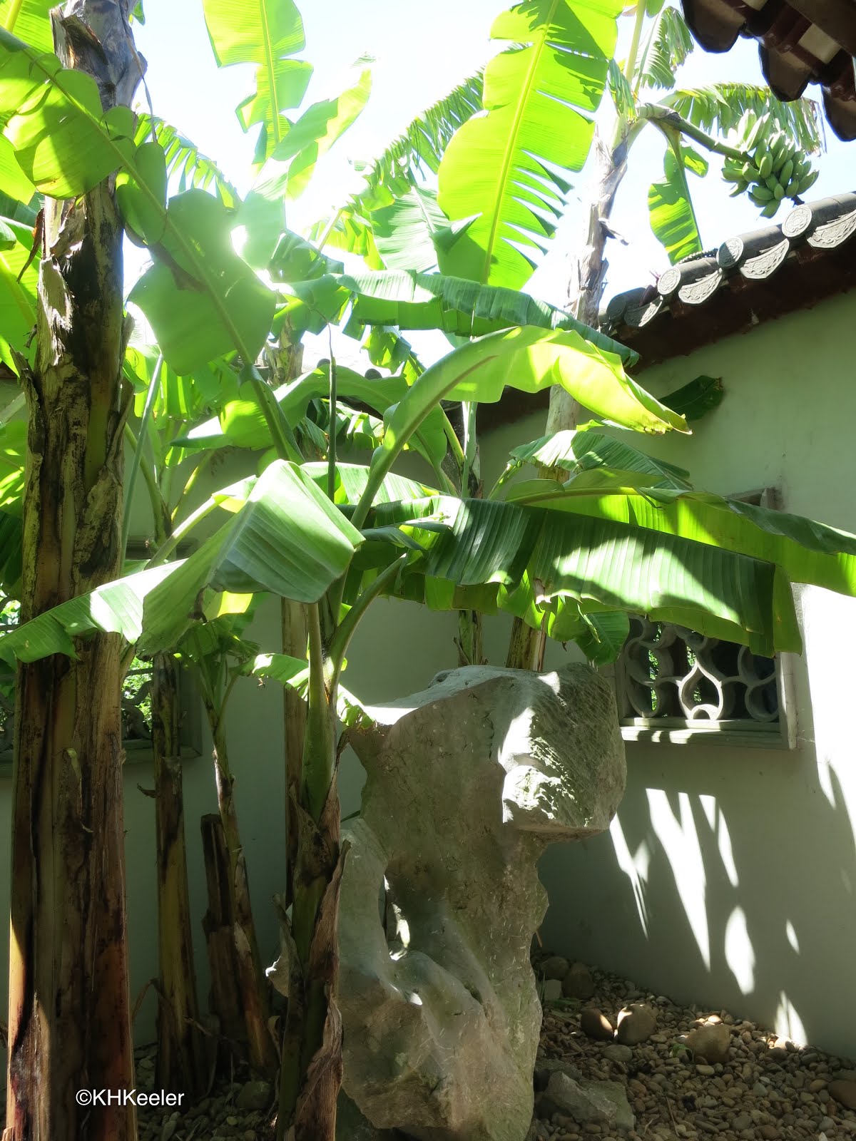 A Wandering Botanist Plant StoryBananas, in China