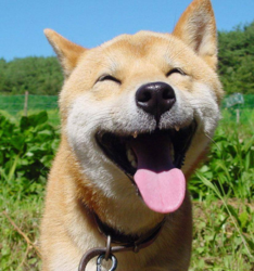 Image Drole Du Net Chien Marrant