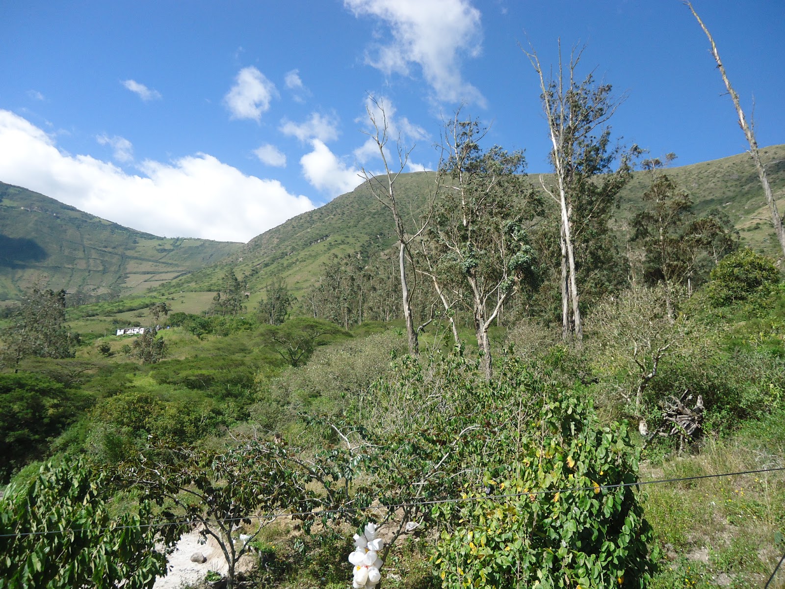 PUELLARO JARDIN FRUTAL