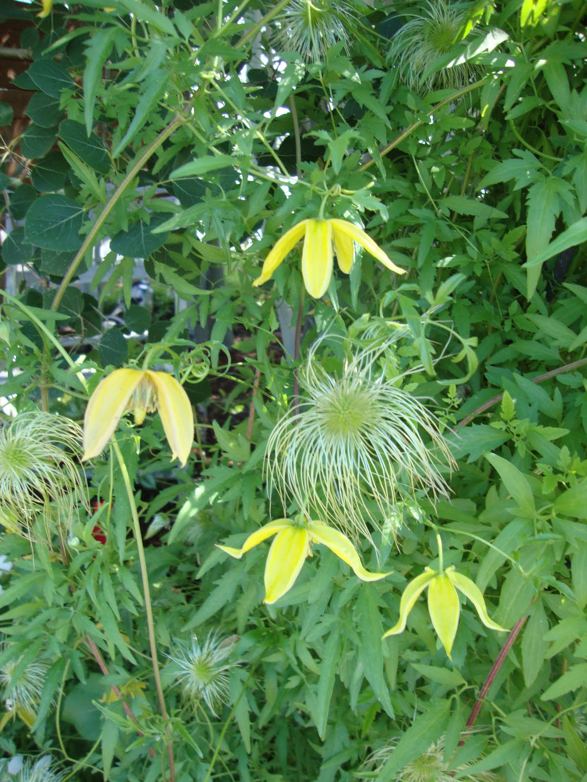 danger garden A week of nursery visits, starting in La Pine, OR