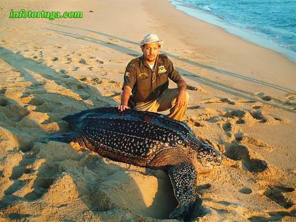 Leatherback turtle - Dermochelys coriacea