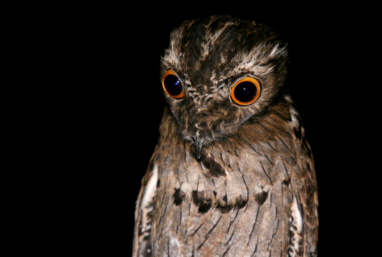 Potoo Nyctibius Griseus Bird 12608 Wallpaper Potoo Nyctibius Griseus Bird 12608 Wallpaper