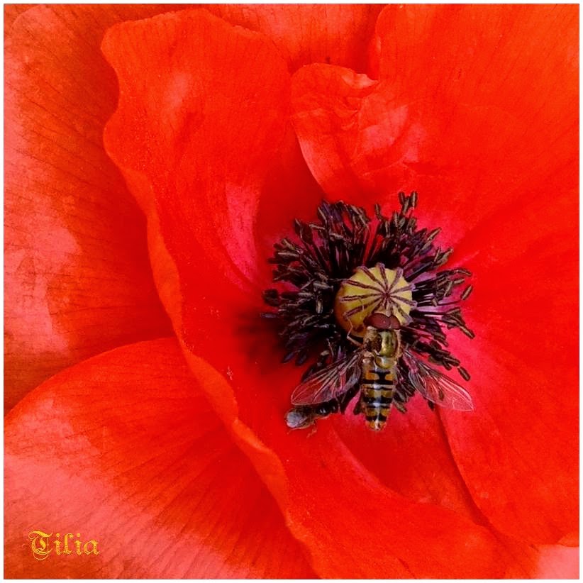 Le Jardin D Aime Haut Juin 2018