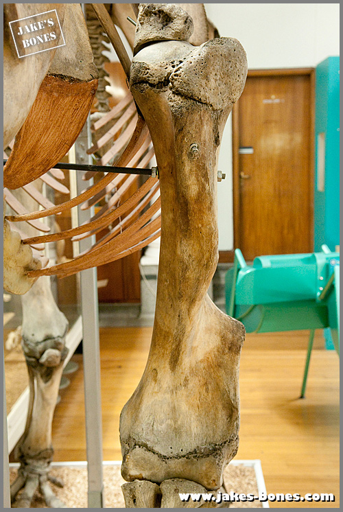 Looking closely at an Indian elephant skeleton : Jake's Bones