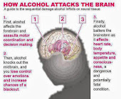 YOUR BRAIN AND ALCOHOL