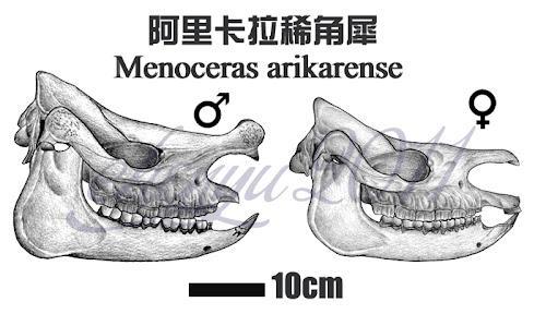 Menoceras skull