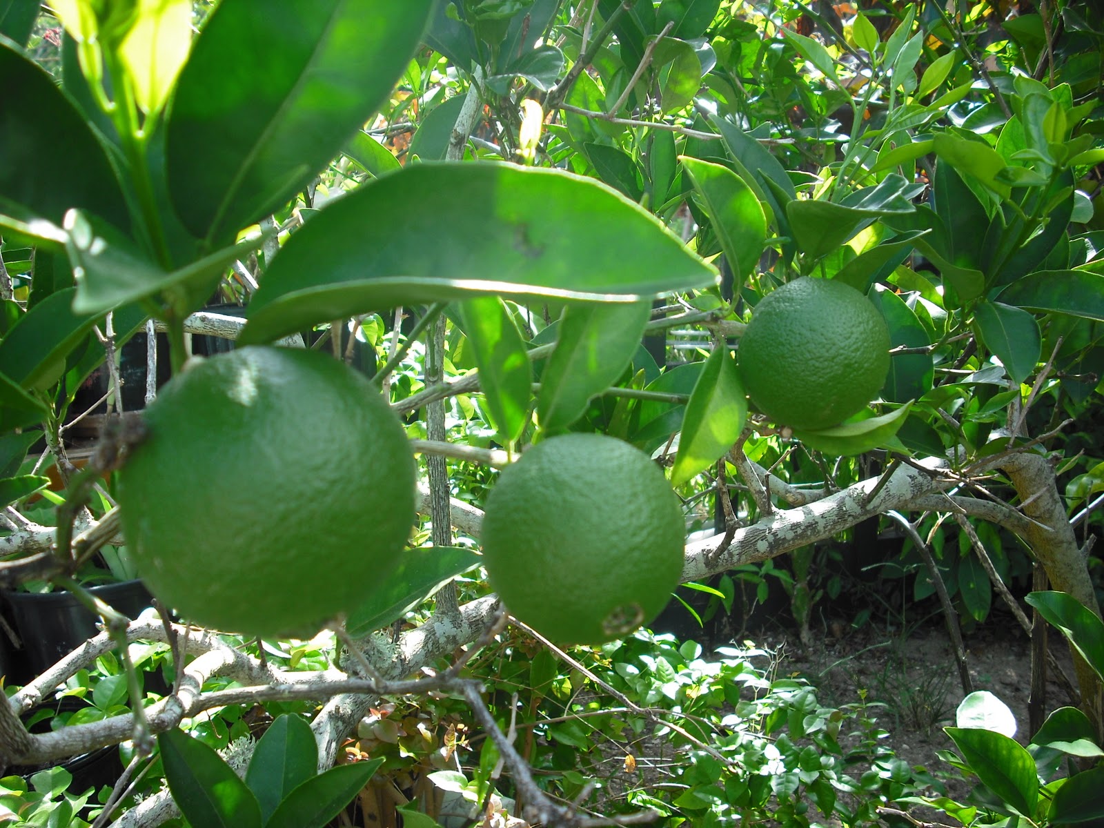 Photos and Images Marketing Lime Tree In The Season Of Limes Growing