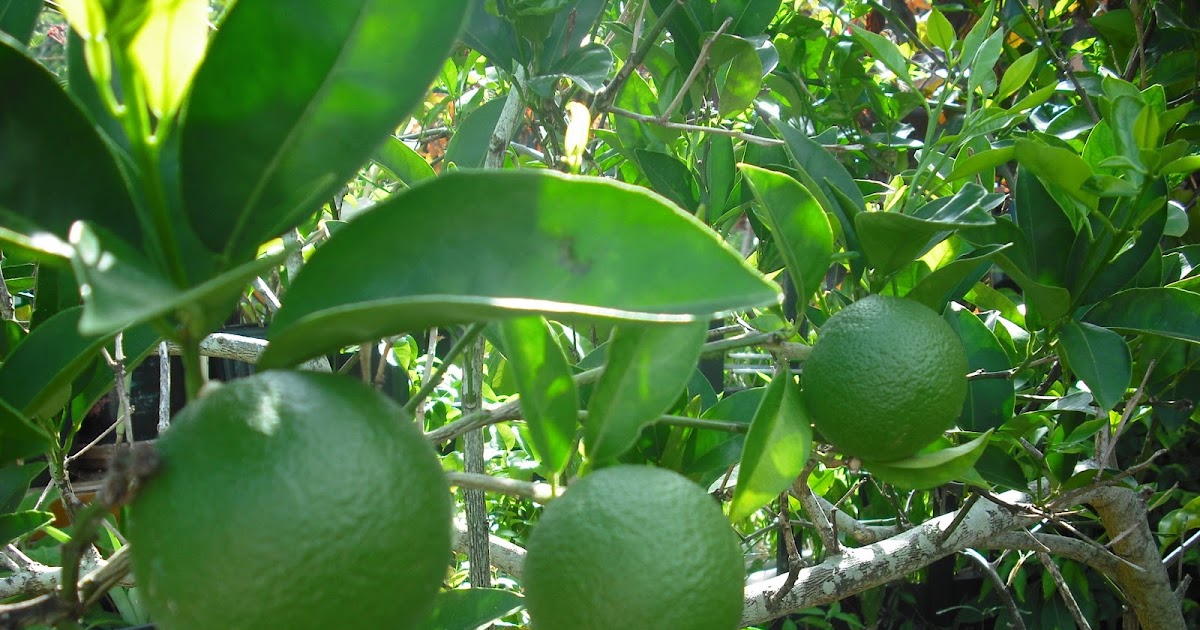 Photos and Images Marketing Lime Tree In The Season Of Limes Growing