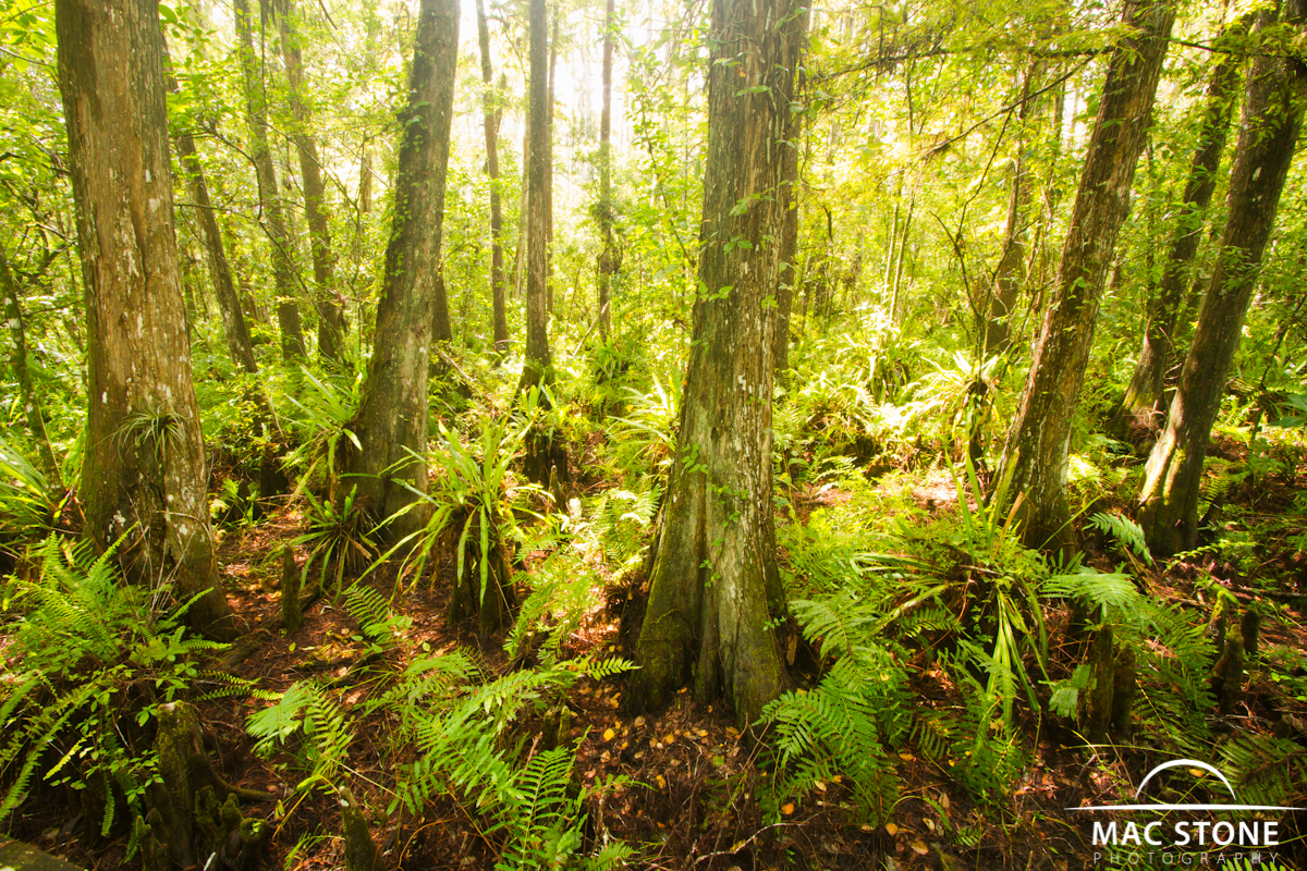 Mac Stone Photography Blog Florida's Special Places Corkscrew Swamp