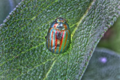 god gifted colourful insects photo collection