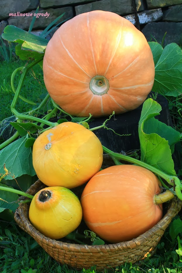Malinowe Ogrody Wino Z Dyni W Dyni