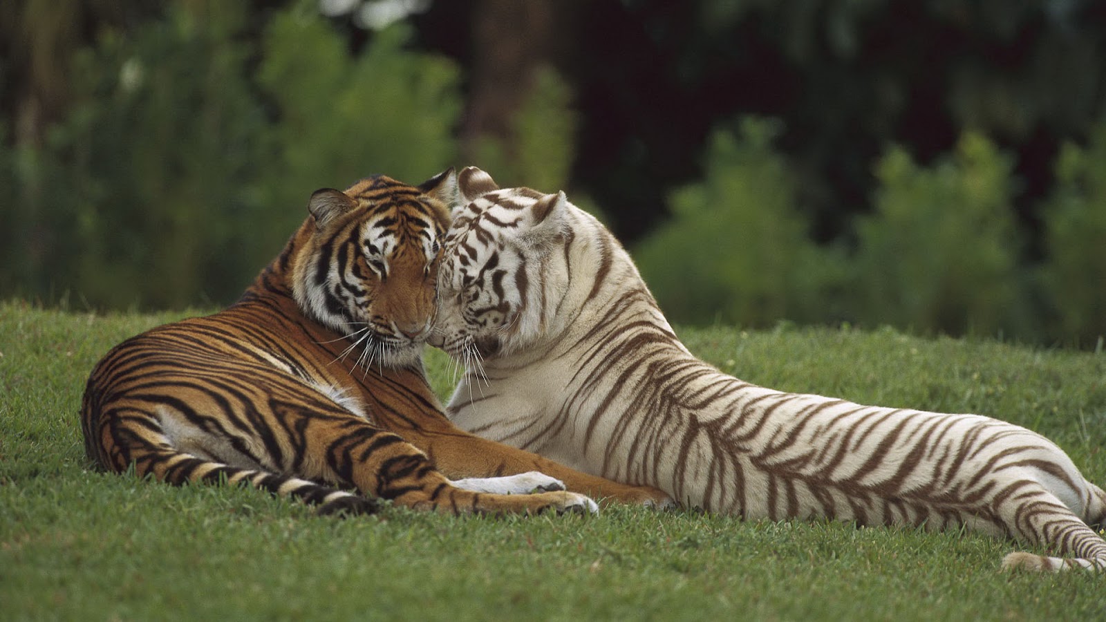 http://3.bp.blogspot.com/-SNQIaRXFVVQ/UCQQcCUohBI/AAAAAAAAAL4/jy9p0T5961Y/s1600/hd-tiger-wallpaper-with-two-cuddling-tigers-background-picture.jpg
