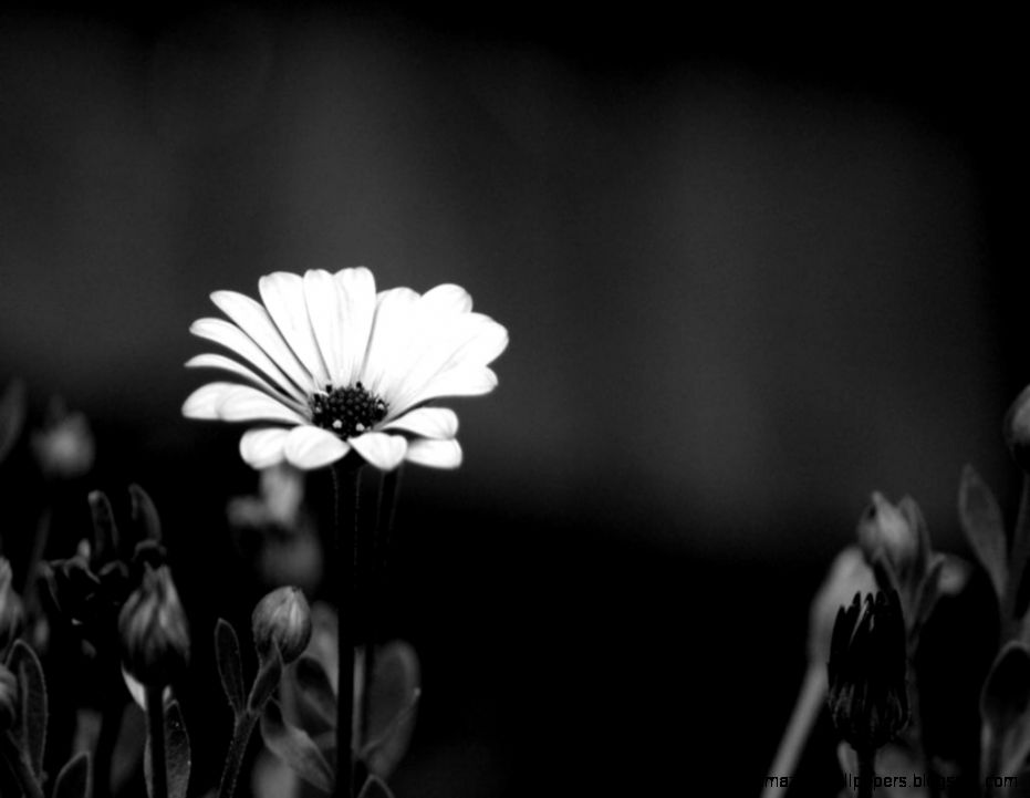 Black and White Flower Wallpaper 4 – Heena Rathore P Black and White Flower Wallpaper 4 – Heena Rathore P