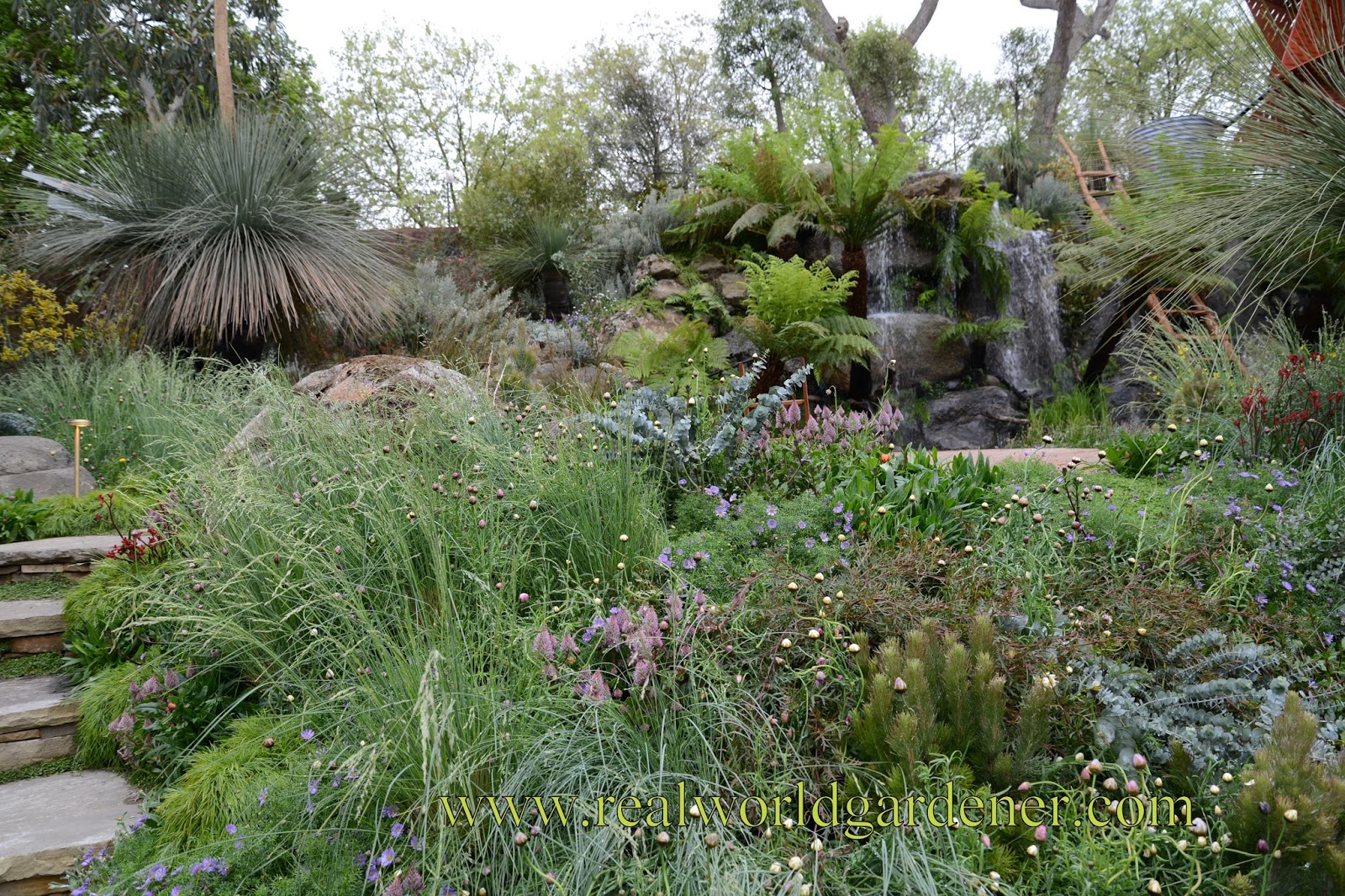 Phyto Files Choisya Ternata Mexican Mock Orange