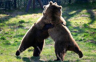 Verdadeiro abraço de urso