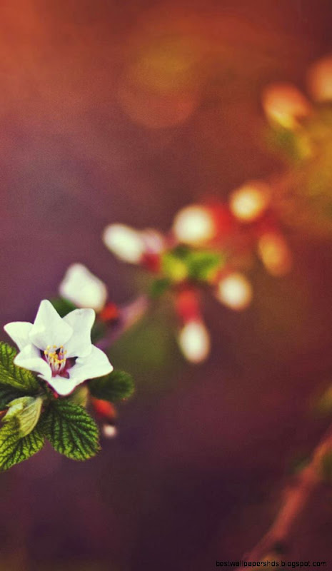 Unique small white flowers iPhone 6 Wallpapers iPhone 6 Unique small white flowers iPhone 6 Wallpapers iPhone 6