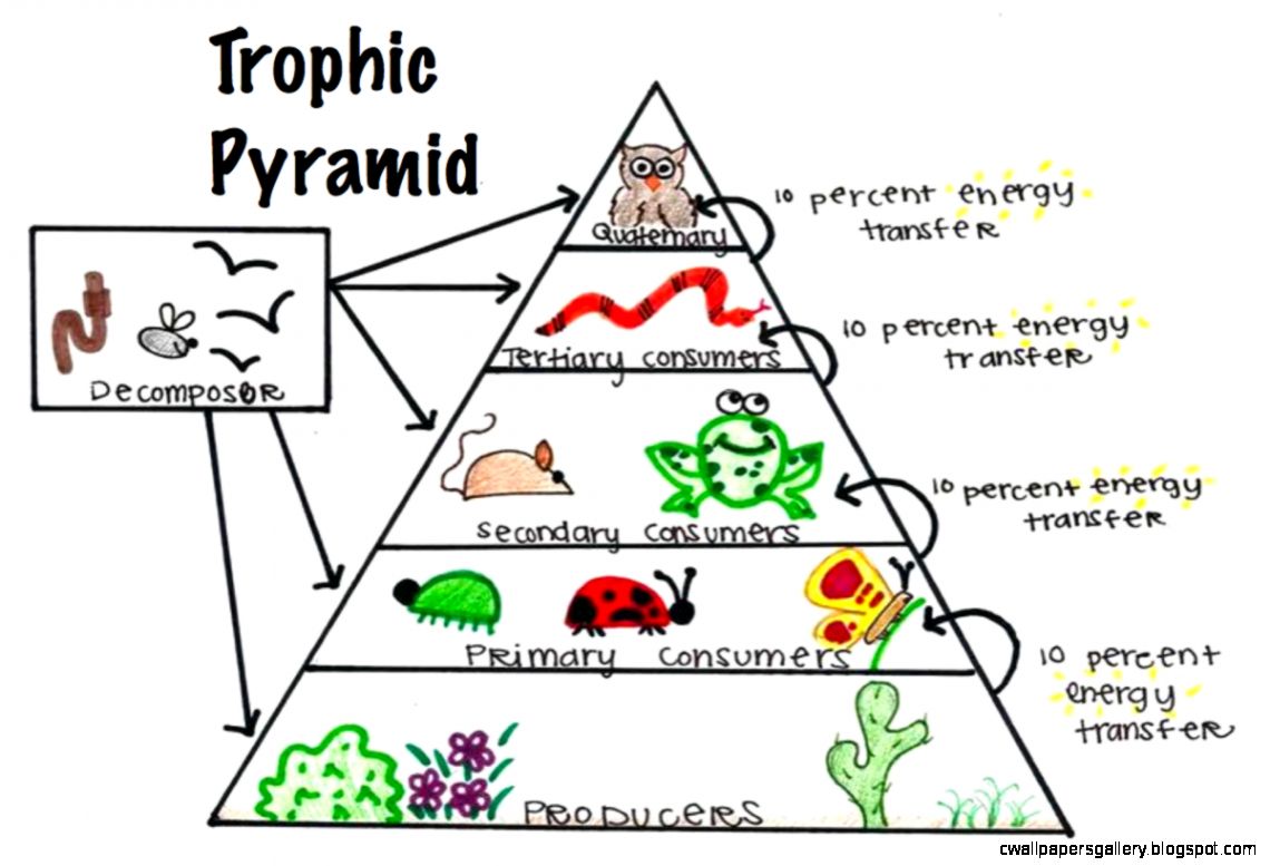 What are the decomposers in tropical rainforest biomes?