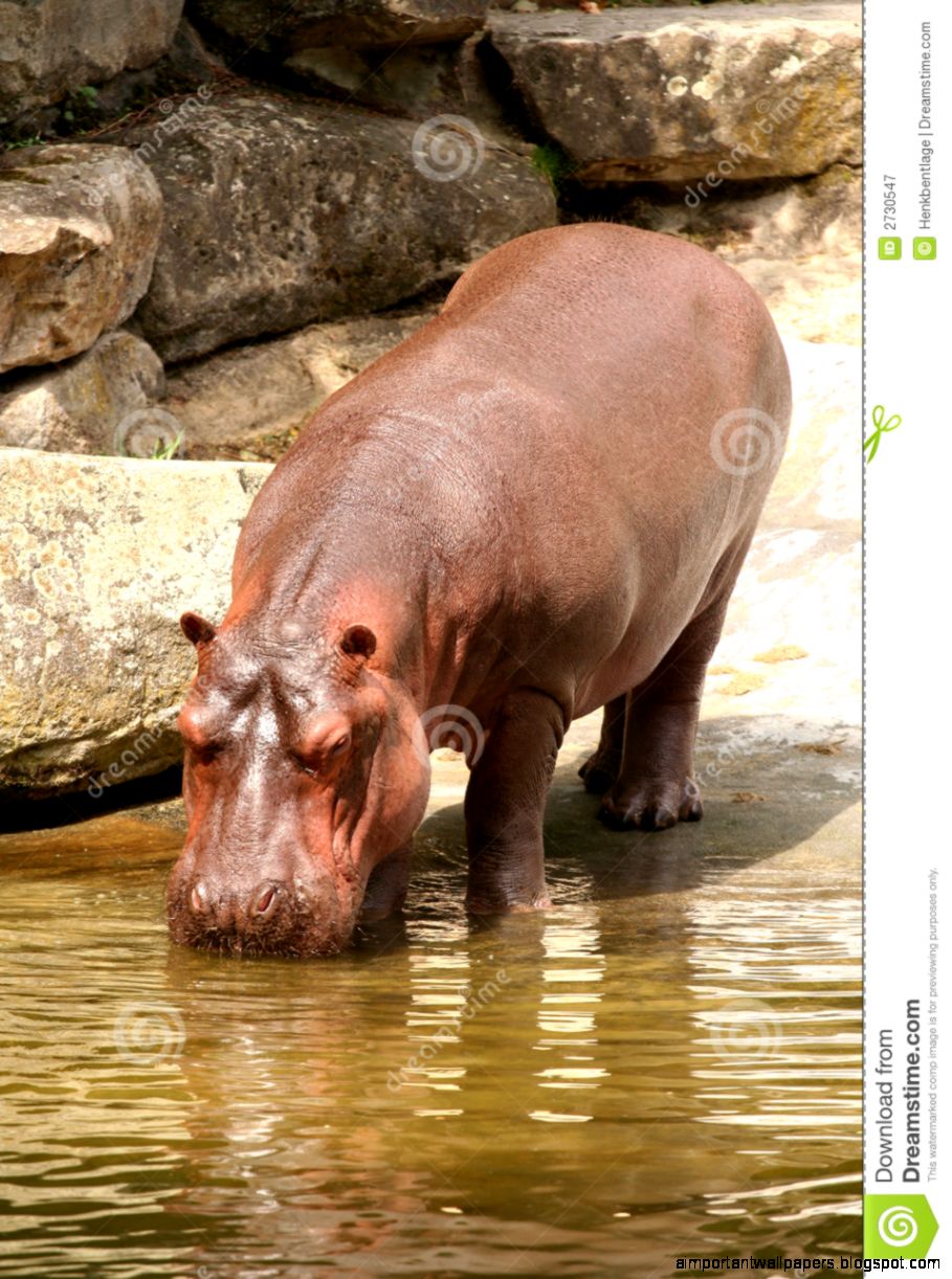 Hippo Drinking Water Royalty Free Stock Photography Image 2730547 Hippo Drinking Water Royalty Free Stock Photography Image 2730547