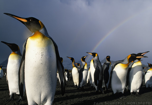 photo penguin