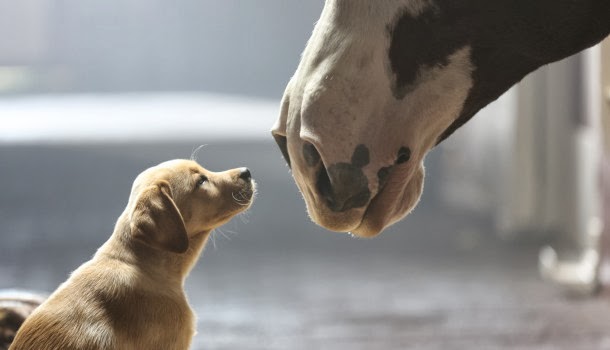 "Puppy Love" Budweiser Super Bowl XLVIII Commercial 
